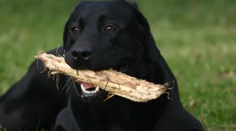 Black labrador gnaws stick Stock Footage 51324729