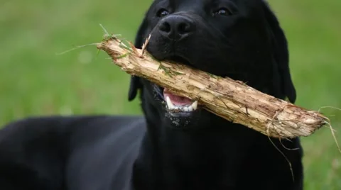 Black labrador gnaws stick Video stock 51324748