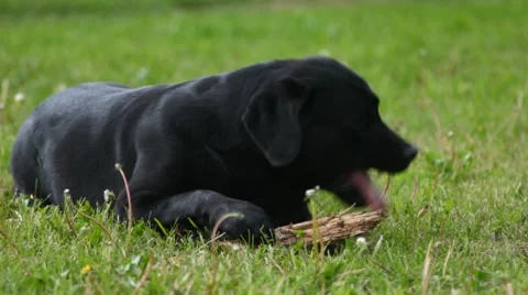Black labrador gnaws stick Video stock 51324764
