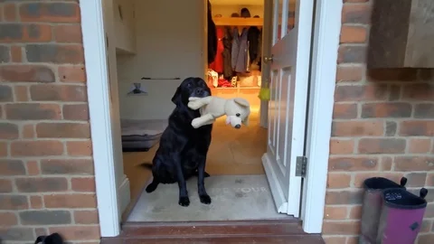 Black Labrador Greeting Stock Footage 123801806
