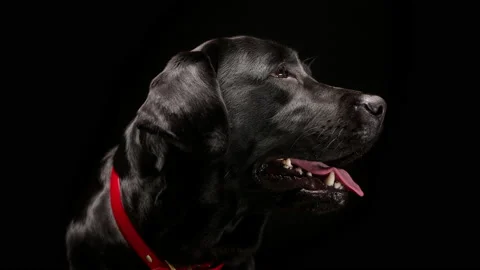 Black labrador head on black background, side view of dark retriever dog with Video stock 156615515