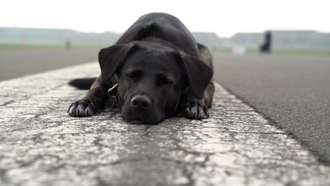 Black labrador laying down at Tempelhof Field, Berlin, Germany. Video stock 105555661