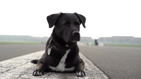 Black labrador laying down at Tempelhof Field, Berlin, Germany. Stock Footage 105555863