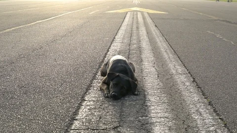 Black labrador laying down at Tempelhof Field during sunset, Berlin, Germany. 스톡 동영상 105557696