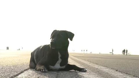 Black labrador laying down at Tempelhof Field during sunset, Berlin, Germany. Video stock 105557750