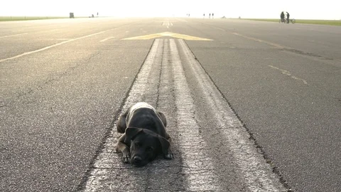 Black labrador laying down at Tempelhof Field during sunset, Berlin, Germany. Stock-Footage 105557860
