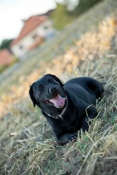 Black labrador lying Stock Photos