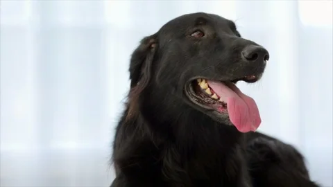 Black Labrador panting. 스톡 동영상 88404386