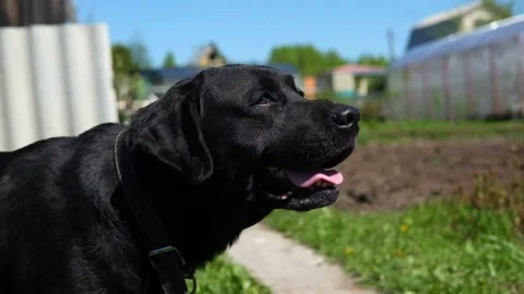 Black Labrador panting in the sun on the grass. Stock Footage 133350852