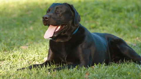 Black labrador in the park Video stock 38360548