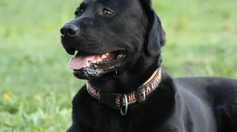 Black Labrador in the park Video stock 50718481