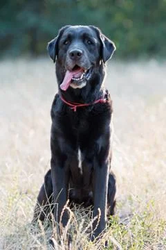 Black labrador in the park. Stock Photos