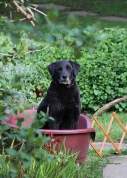 Black Labrador Stock Photos