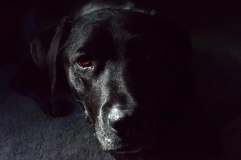 Black Labrador Stock Photos