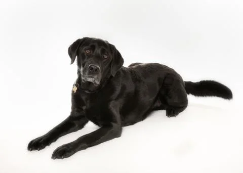 Black labrador Stock Photos