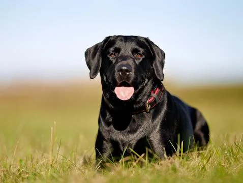 Black labrador Stock Photos