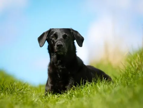 Black labrador Stock Photos
