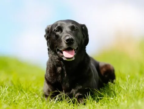 Black labrador Stock Photos