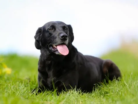 Black labrador Stock Photos