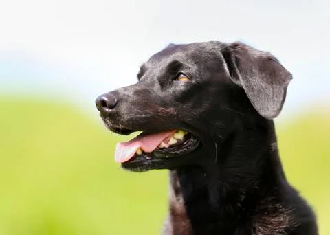 Black labrador Stock Photos