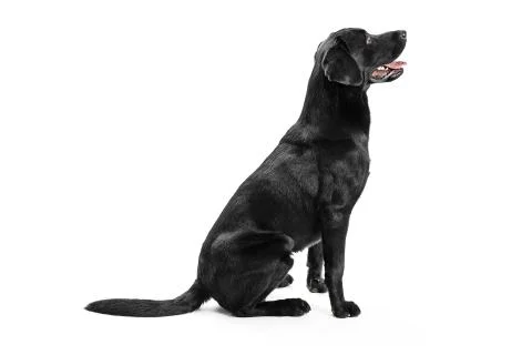Black Labrador Stock Photos
