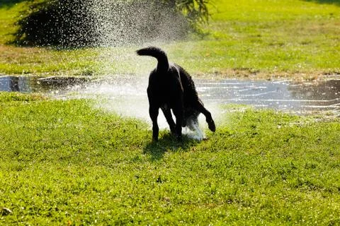 Black labrador Stock Photos