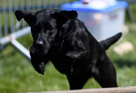 Black Labrador Stock-Fotos