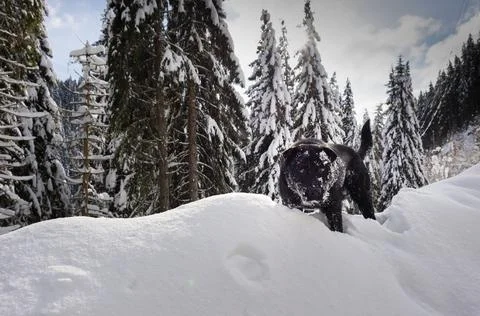 Black labrador Stock Photos