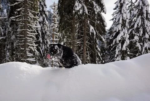 Black labrador Stock Photos