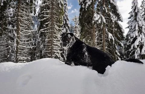 Black labrador Stock Photos