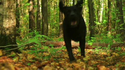 Black labrador playing in autumn forest Stock Footage