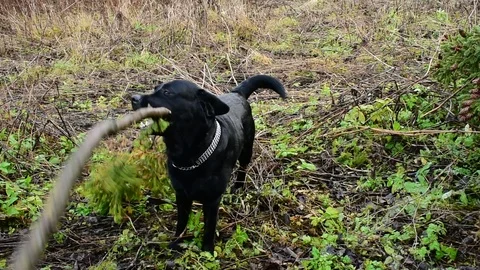 Black labrador playing with a big spruce branch Stock Footage 119173389