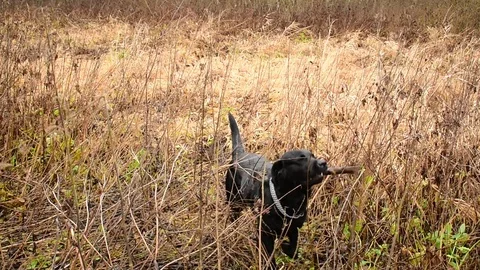 Black labrador playing with a stick Stock Footage 119172935