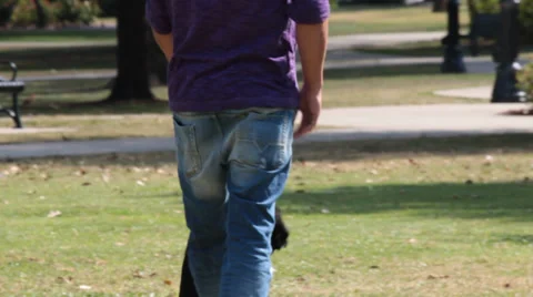Black Labrador Puppy Urinates while Man walks him in park  Stock Footage 37256584