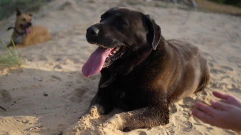 Black Labrador resting on sand Stock Footage 312164357