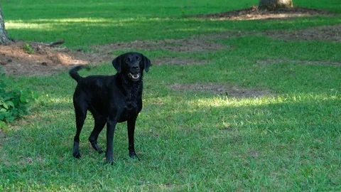 Black Labrador Retriever 3 Video stock 125849165