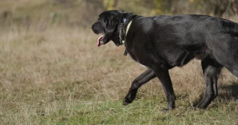 Black Labrador retriever and golden retriever dogs with collar walking, running Stock Footage