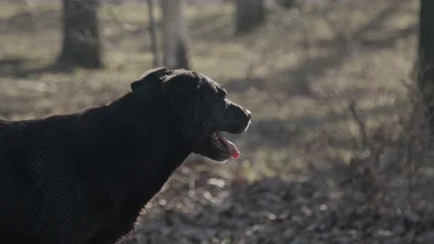 Black Labrador retriever dog breathing Stock Footage 231908788
