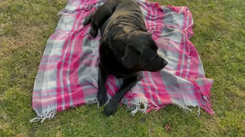 A black Labrador Retriever dog is lying on a checkered pink blanket Stock Footage 304759313