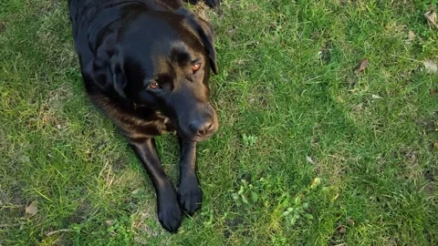 Black Labrador Retriever dog lying on the grass. Pet Stock Footage 307960434