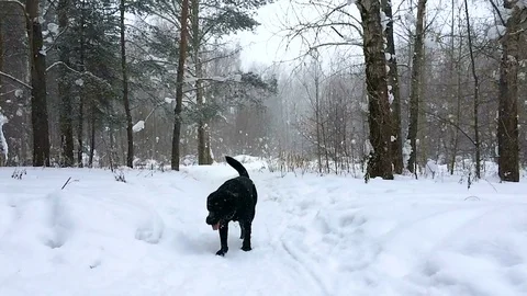 Black labrador retriever dog walking in the winter forest slow-motion shootin Stock Footage