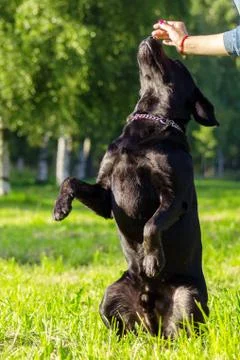 Black labrador retriever execute the command serve on blurred green backgroun Stock Photos