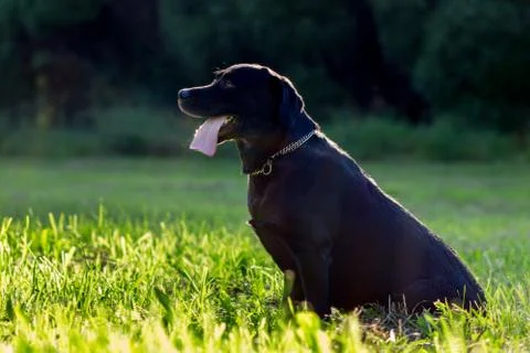 Black labrador retriever execute the command sit on blurred green background  Stock Photos