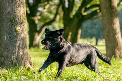 Black labrador retriever execute the command go outside on blurred green back Stock Photos