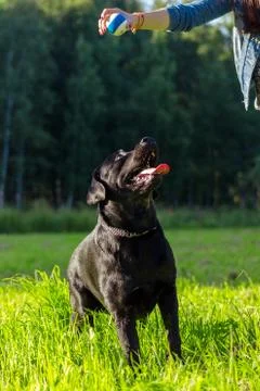 Black labrador retriever execute the command sit on blurred green background Foto stock