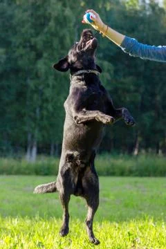 Black labrador retriever execute the command dance on blurred green backgroun Stock Photos