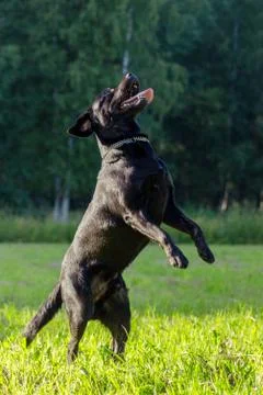 Black labrador retriever execute the command dance on blurred green backgroun Stock Photos