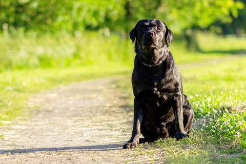 Black labrador retriever execute the command sit on pathway Stock Photos