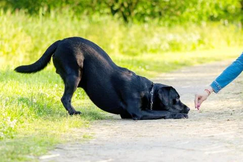 Black labrador retriever execute the command reverence on pathway Stock Photos