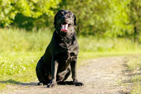 Black labrador retriever execute the command sit on pathway Stock Photos